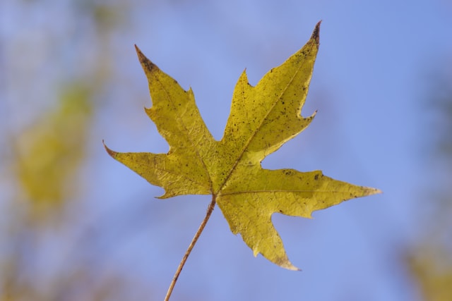 leaf-tree-pentagonal-maple-fall-sky picture material