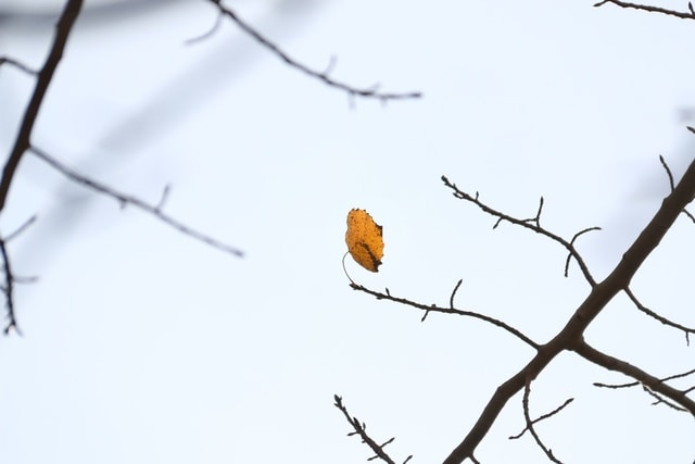 bird-branch-sky-tree-winter 图片素材