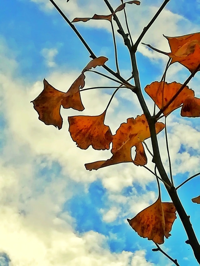 sky-leaf-branch-tree-no-person picture material