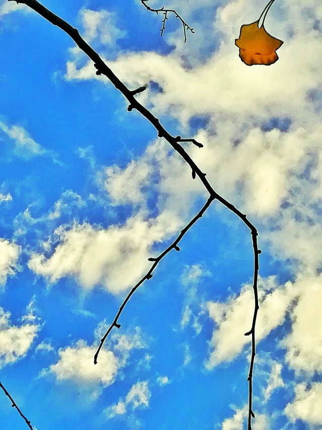 sky-cloud-tree-no-person-outdoors 图片素材