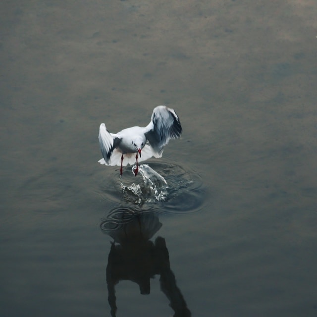 water-bird-beak-feather-wildlife 图片素材