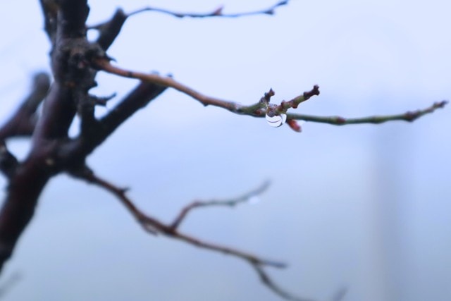 branch-tree-sky-bird-no-person 图片素材