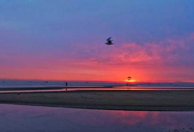 flying-between-the-sea-and-the-sky 图片素材