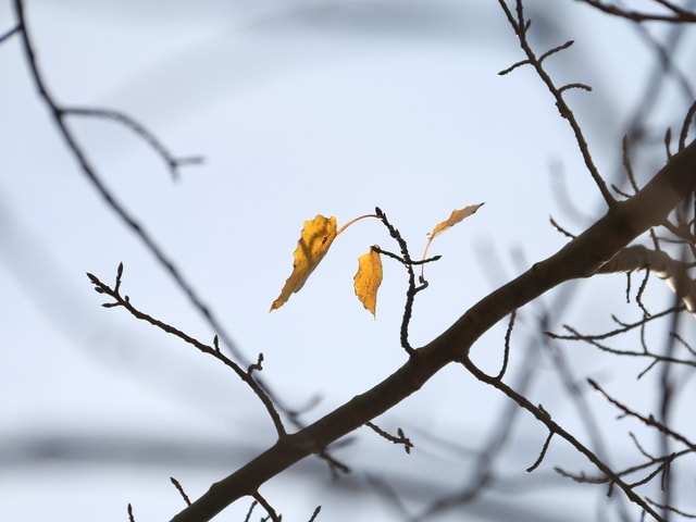 bird-branch-leaf-tree-sky 图片素材