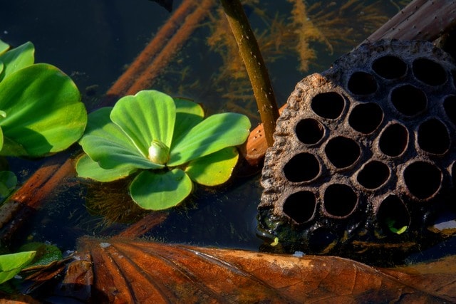 water-flora-leaf-outbound-pool 图片素材