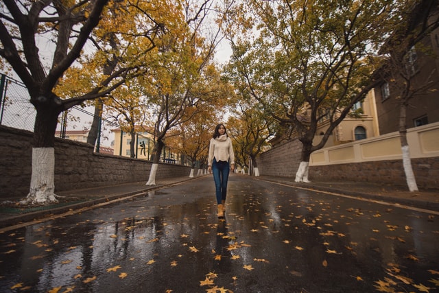 tree-leaf-road-street-city picture material
