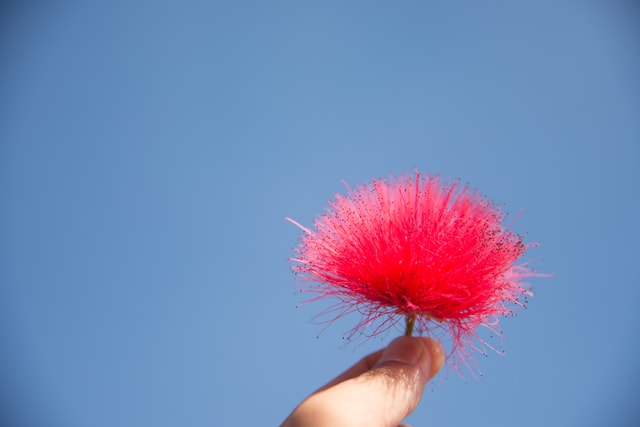 sky-flower-red-nature-summer 图片素材