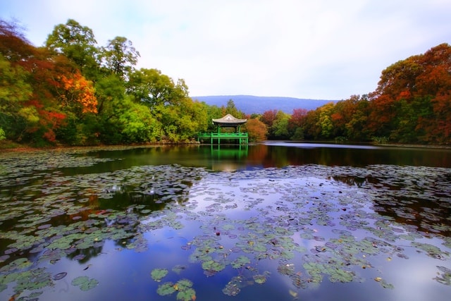 water-nature-leaf-reflection-river picture material