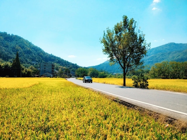 road-field-sky-tree-landscape picture material