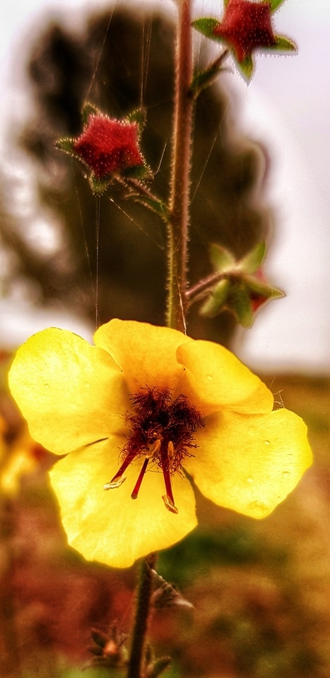 flower-flora-petal-yellow-flower-no-person picture material