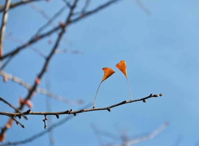 branch-sky-bird-tree-no-person 图片素材