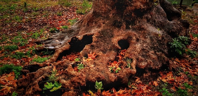 soil-tree-rock-nature-leaf 图片素材