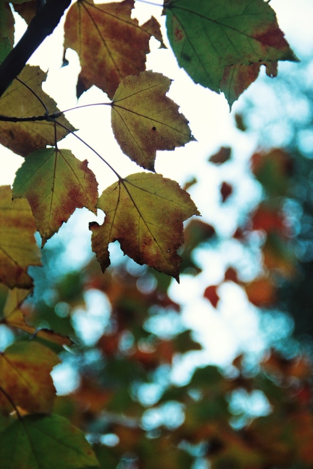autumn-color 图片素材