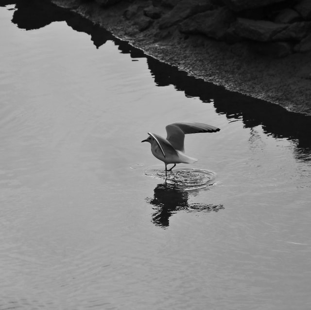 water-bird-reflection-wildlife-no-person 图片素材