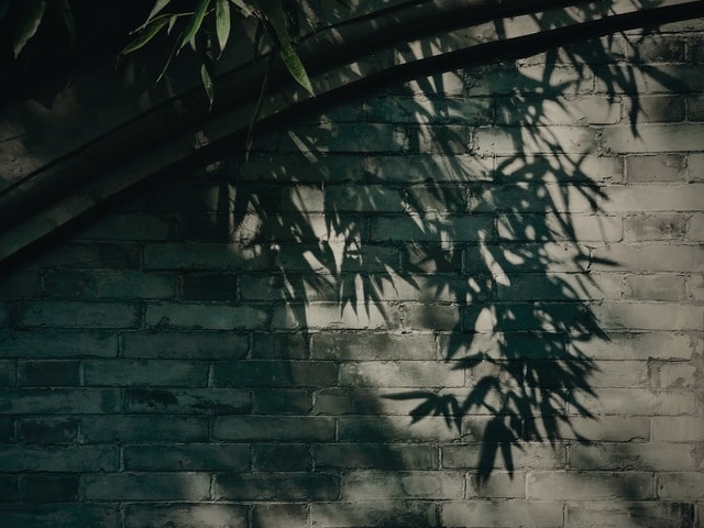 tree-reflection-wall-leaf-darkness 图片素材