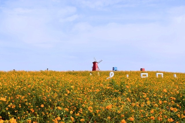 field-sky-flower-grassland-agriculture picture material