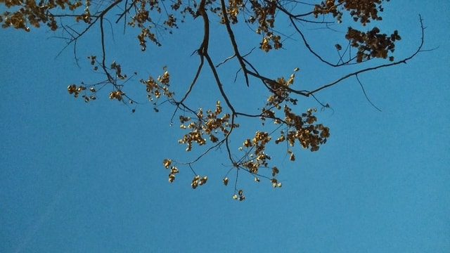 sky-branch-tree-flora-leaf 图片素材