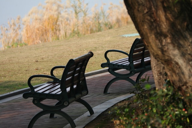 tree-grass-landscape-seat-wood 图片素材