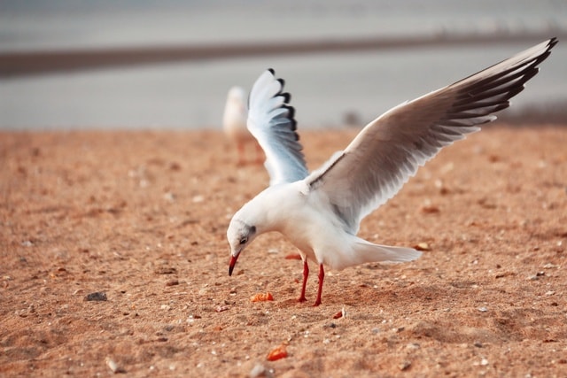 bird-beak-seabird-feather-wildlife 图片素材