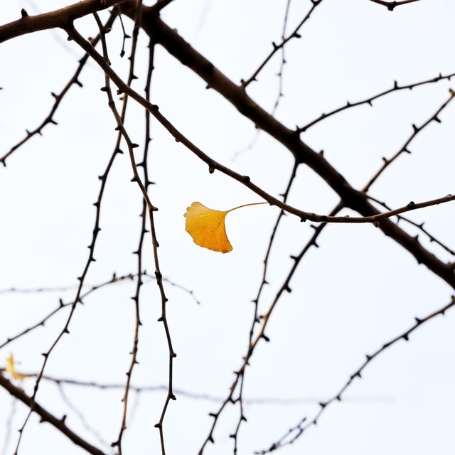 branch-tree-leaf-sky-bird 图片素材