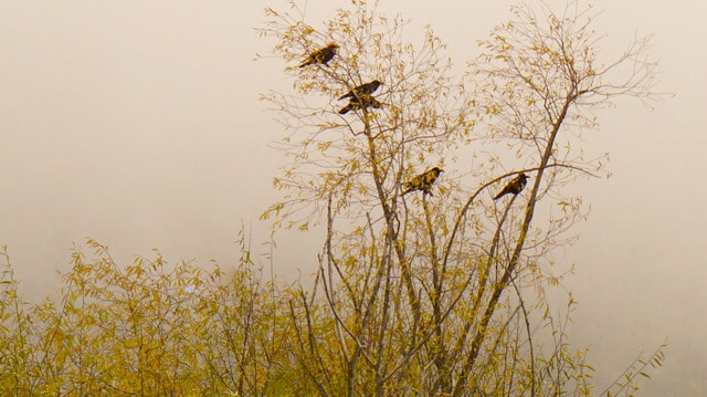flora-grass-tree-sky-desktop 图片素材