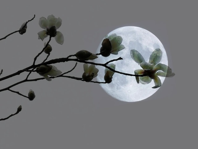 branch-flora-tree-sky-flower picture material
