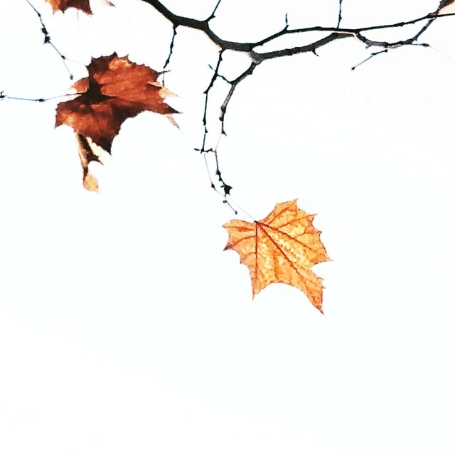 leaf-tree-branch-fall-maple picture material