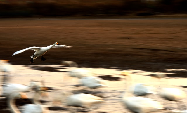 bird-sky-water-no-person-sunset picture material
