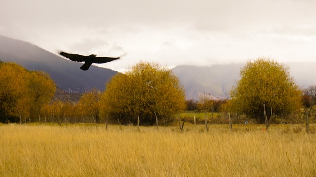 sky-field-landscape-grass-tree 图片素材