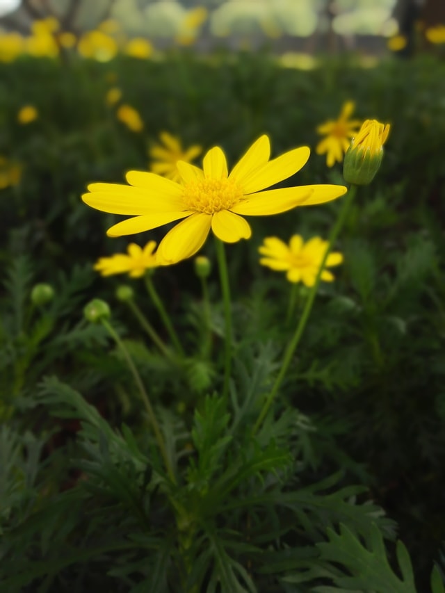 flower-flora-nature-summer-no-person 图片素材