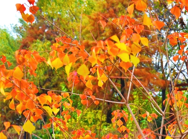 flora-leaf-flower-tree-shrub picture material