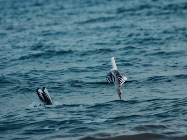 water-sea-ocean-bird-wave picture material