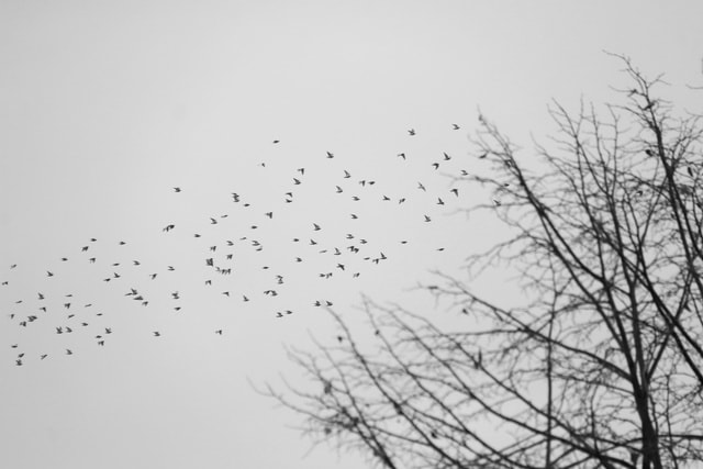 sky-bird-tree-nature-winter picture material