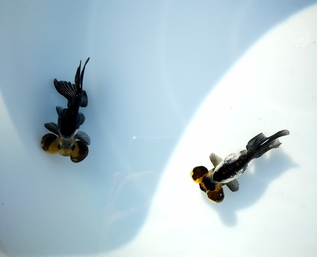 insect-invertebrate-no-person-one-still-life picture material