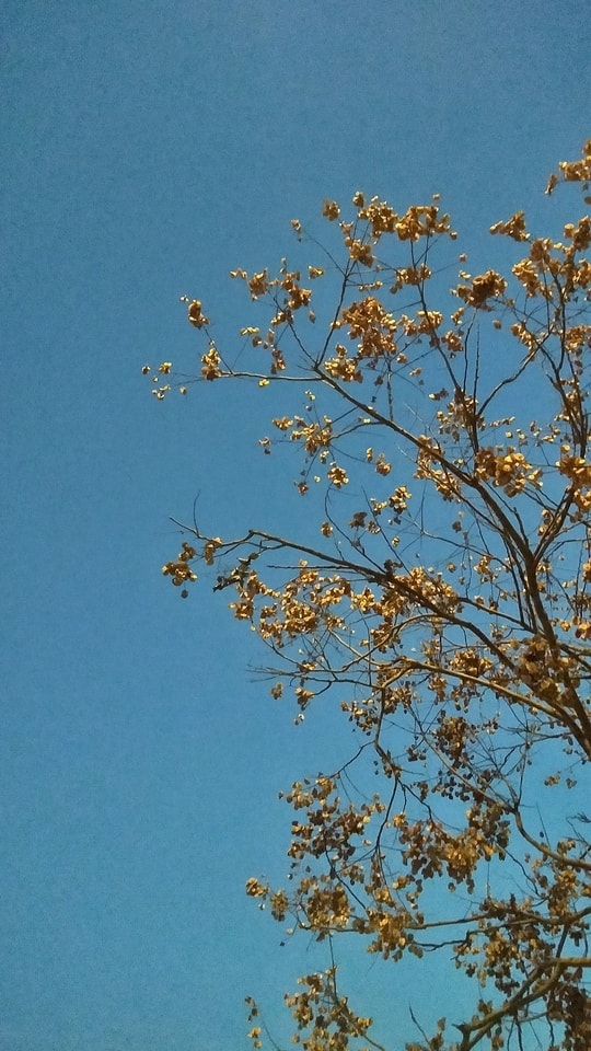 sky-branch-tree-flora-leaf 图片素材