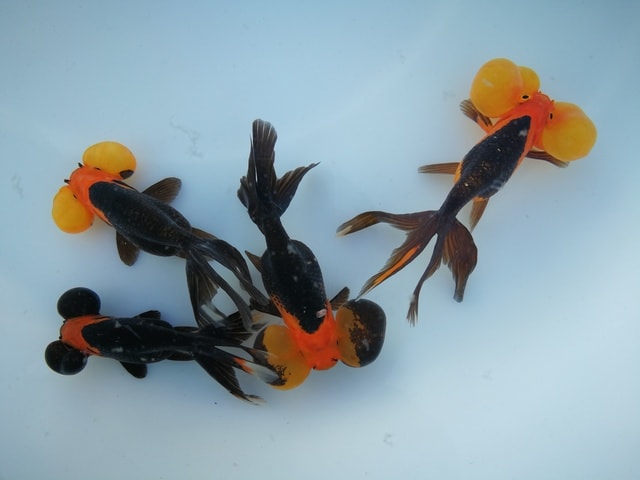 fish-goldfish-no-person-insect-invertebrate picture material