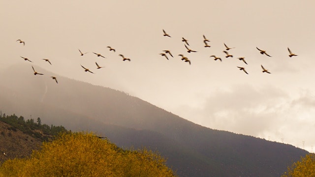 sky-bird-landscape-fall-nature picture material