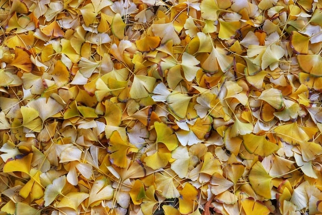 leaf-texture-pattern-desktop-fall 图片素材