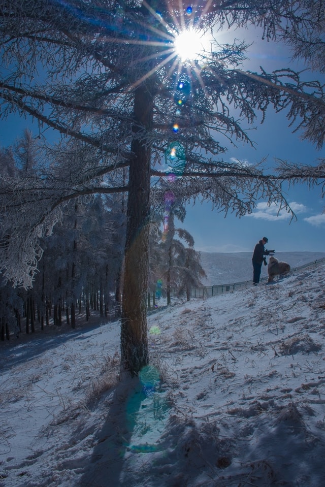 snow-winter-tree-sky-frost 图片素材