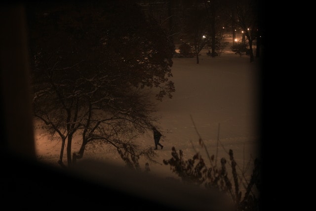 tree-fog-mist-light-evening picture material