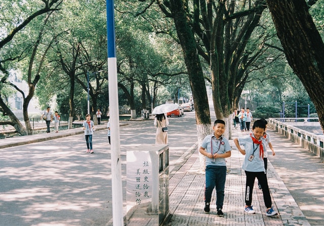 tree-road-street-recreation-park 图片素材