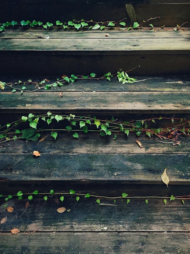 water-no-person-leaf-wood-green picture material