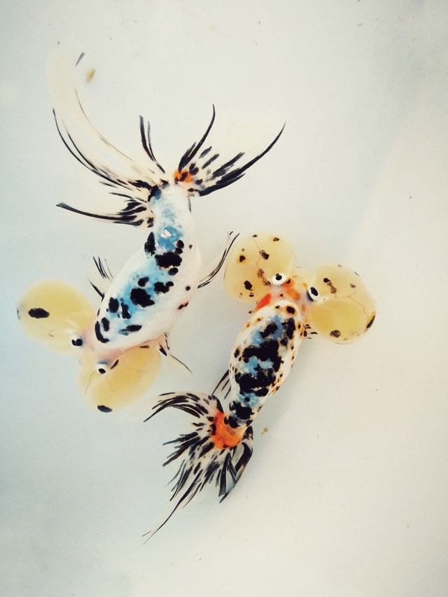 insect-invertebrate-animal-nature-biology picture material