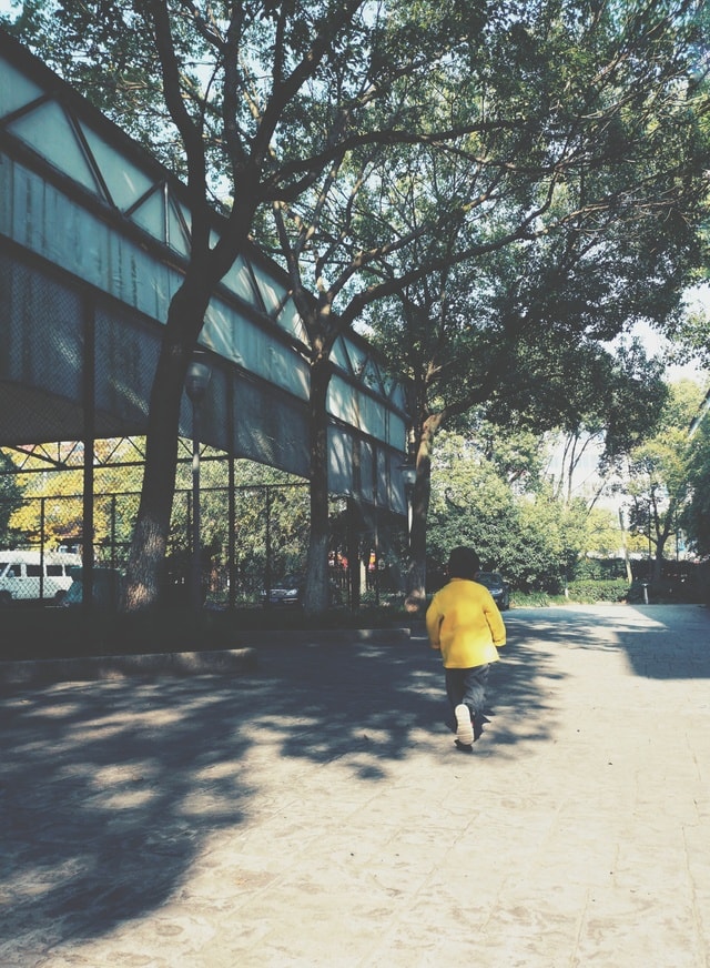 tree-road-street-park-leaves picture material