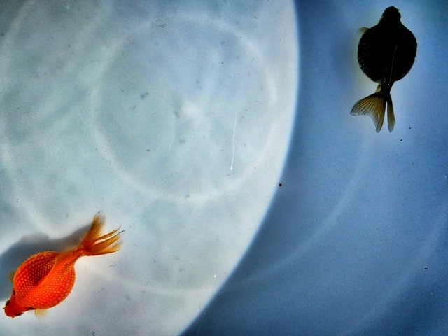 water-fish-no-person-one-daylight picture material