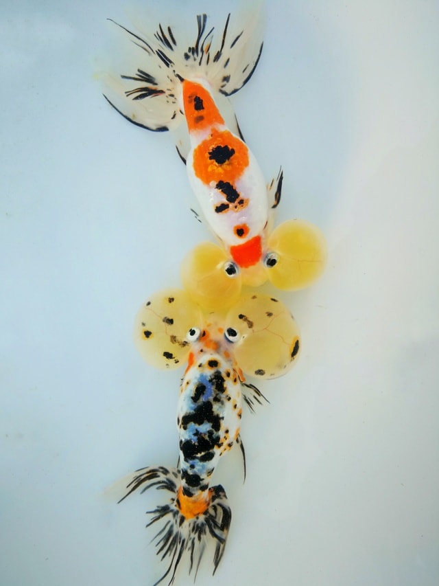 invertebrate-fish-insect-underwater-no-person picture material