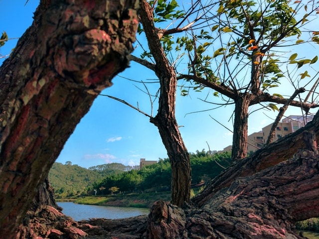 tree-sky-rock-landscape-no-person picture material