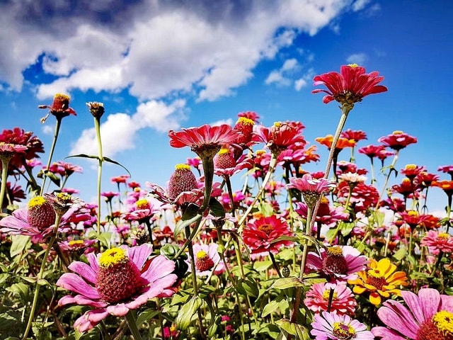 flower-flora-petal-field-nature picture material