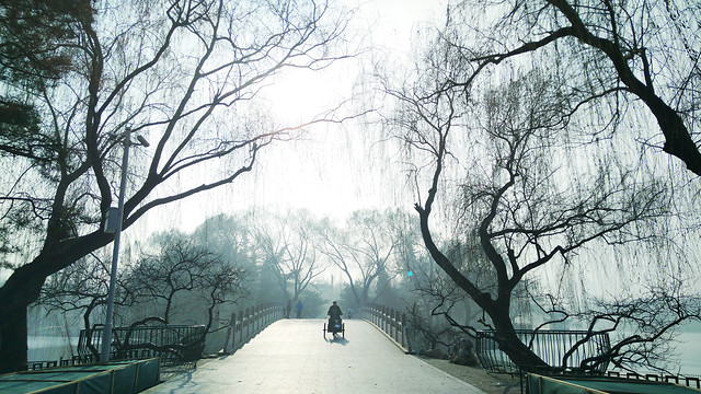 winter-tree-snow-wood-fog picture material