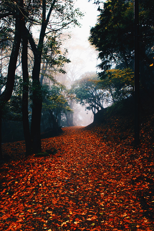 no-person-fall-wood-tree-leaf picture material